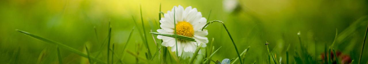 Nahaufnahme einer weißen Gänseblümchenblüte inmitten von grünem Gras im Freien