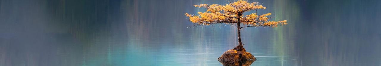 Ein einzelner, goldblühender Baum auf einer Insel in einem spiegelnden, blauen See.