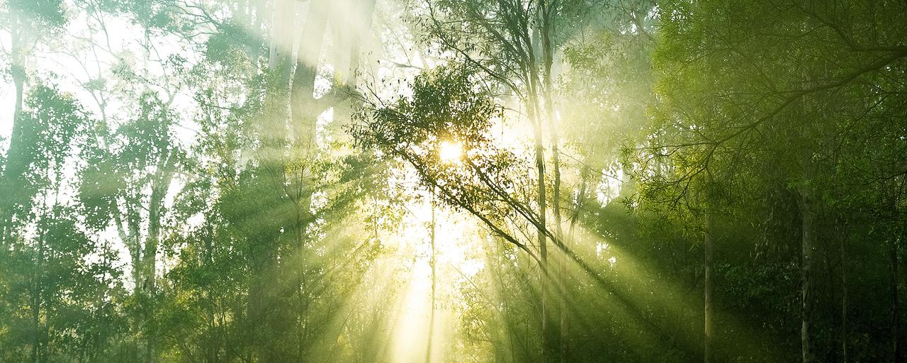 Sonnenstrahlen durch den Wald, mystische Waldatmosphäre