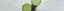 Fasten mit Smoothies